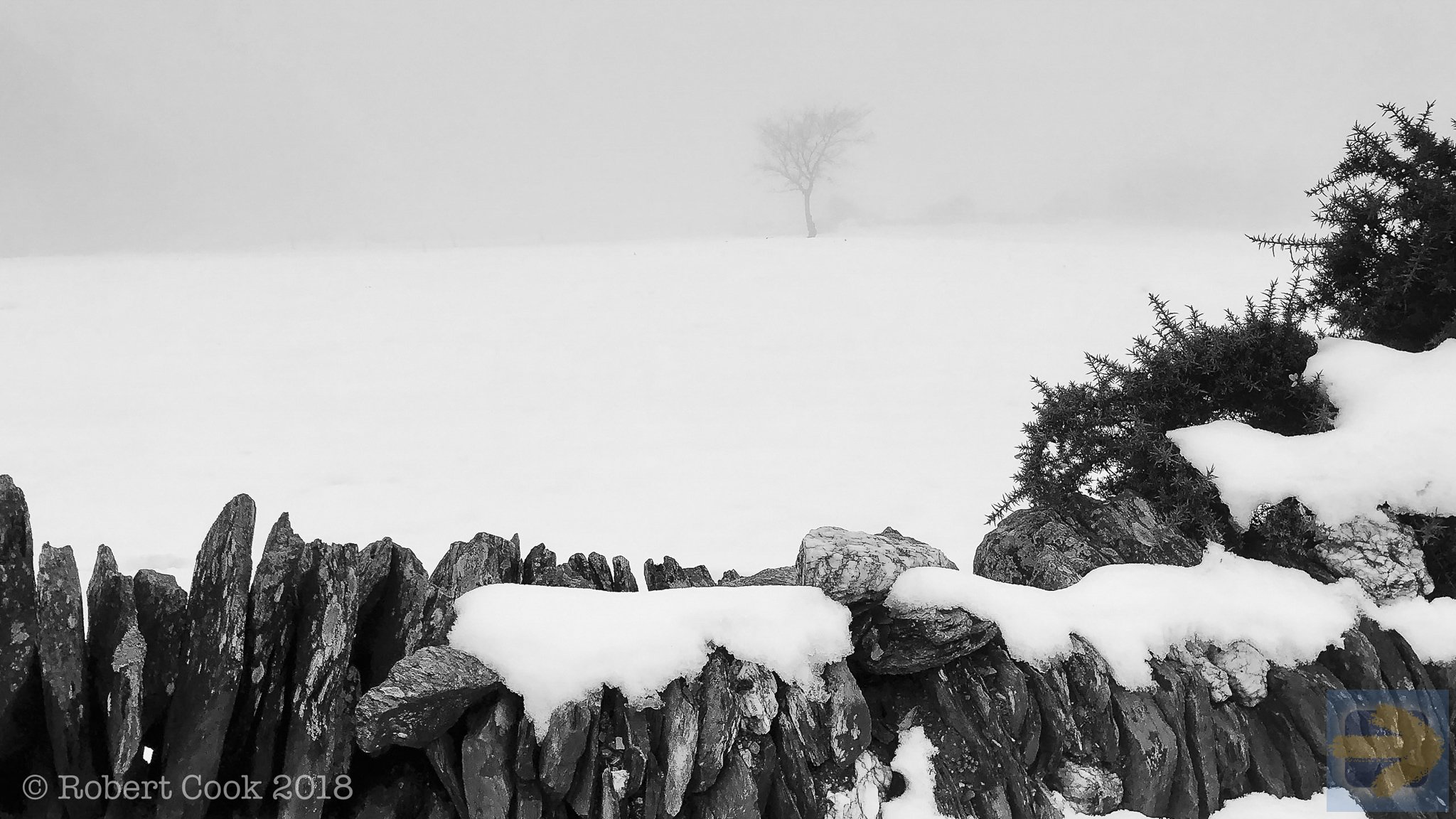 Tree in the Snow Fog Near Fillobal