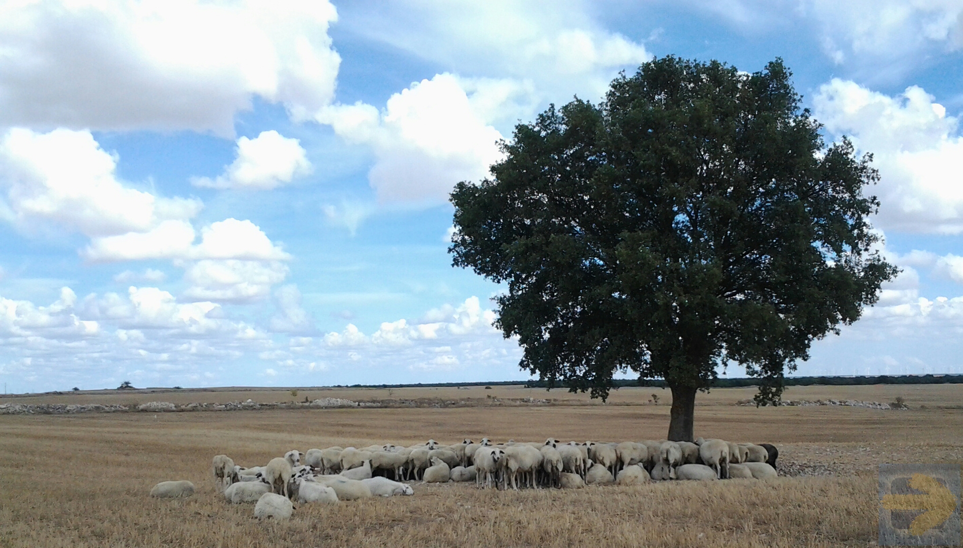 A Sheep Sun Shelter Tree ...