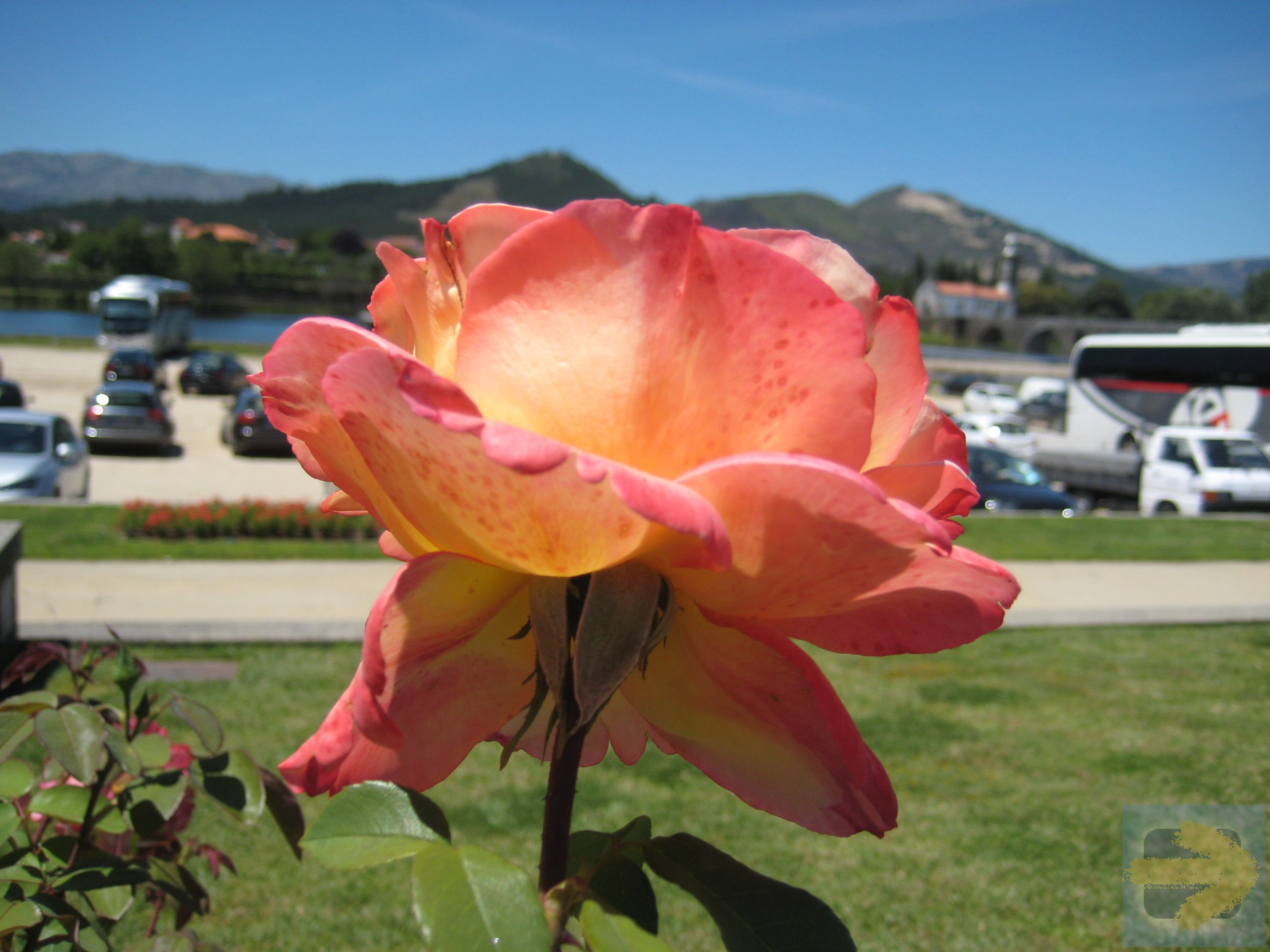 A welcoming rose just before Ponte Lima
