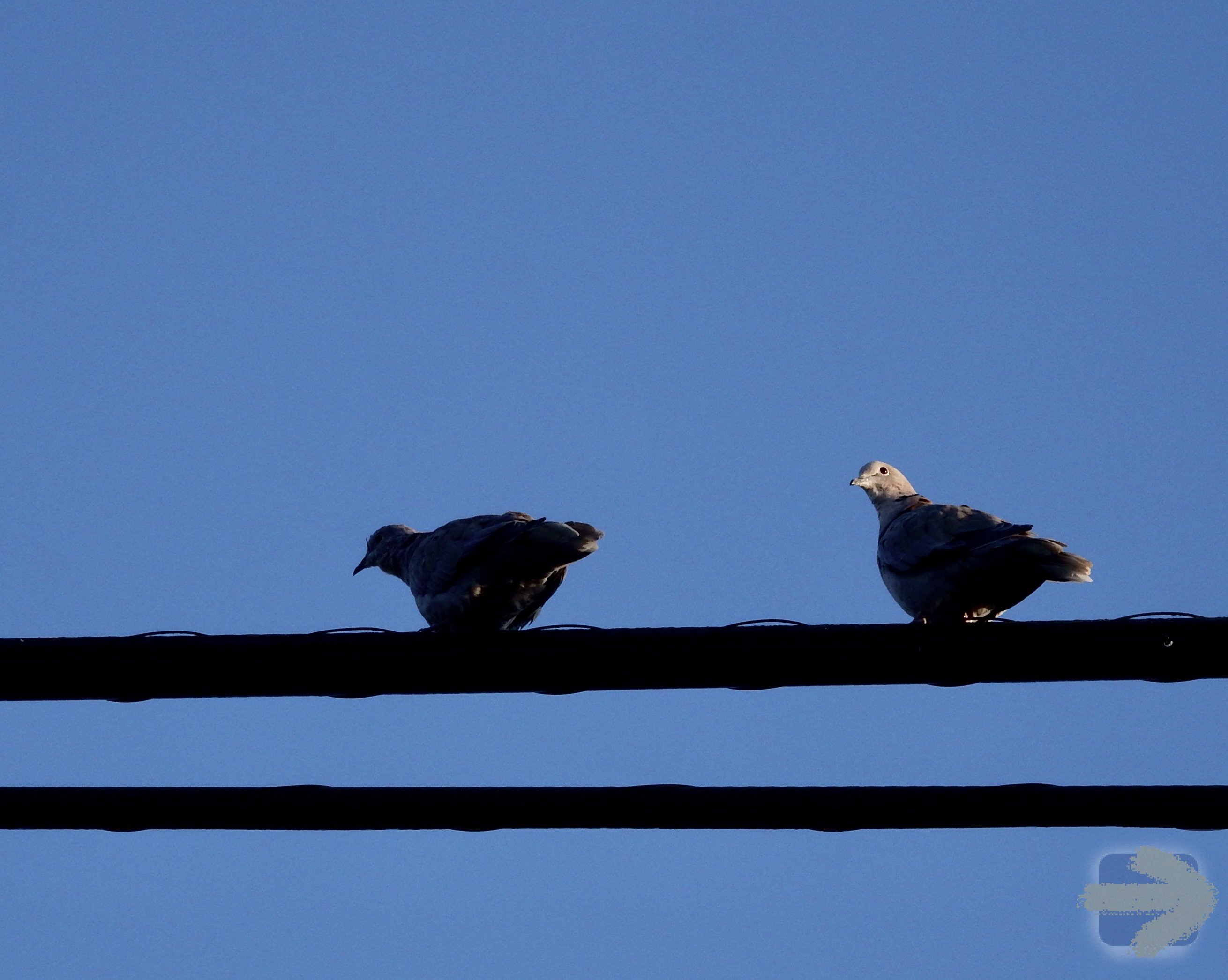 Birds on a wire, taking a break.