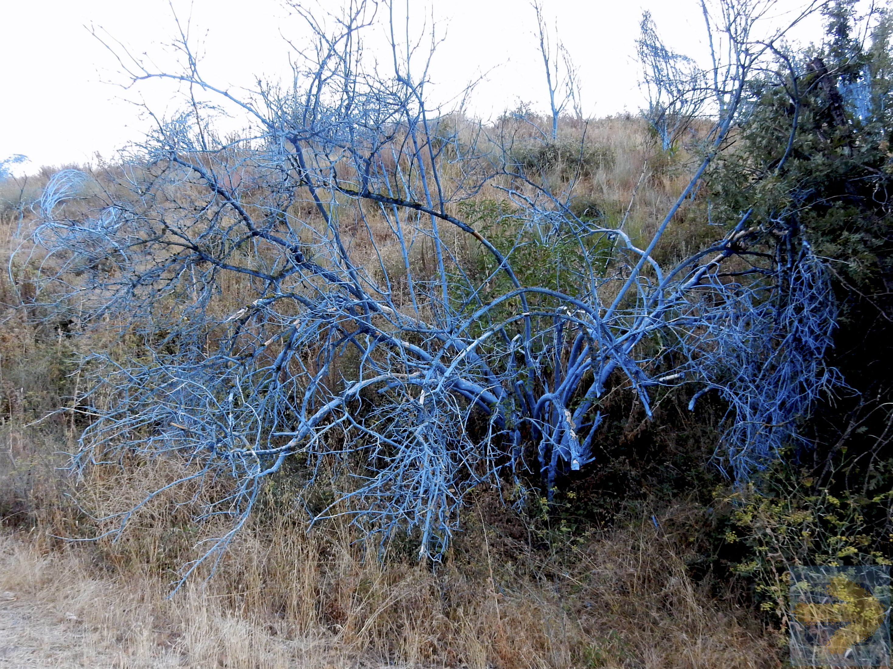 Blue leafless shrubs