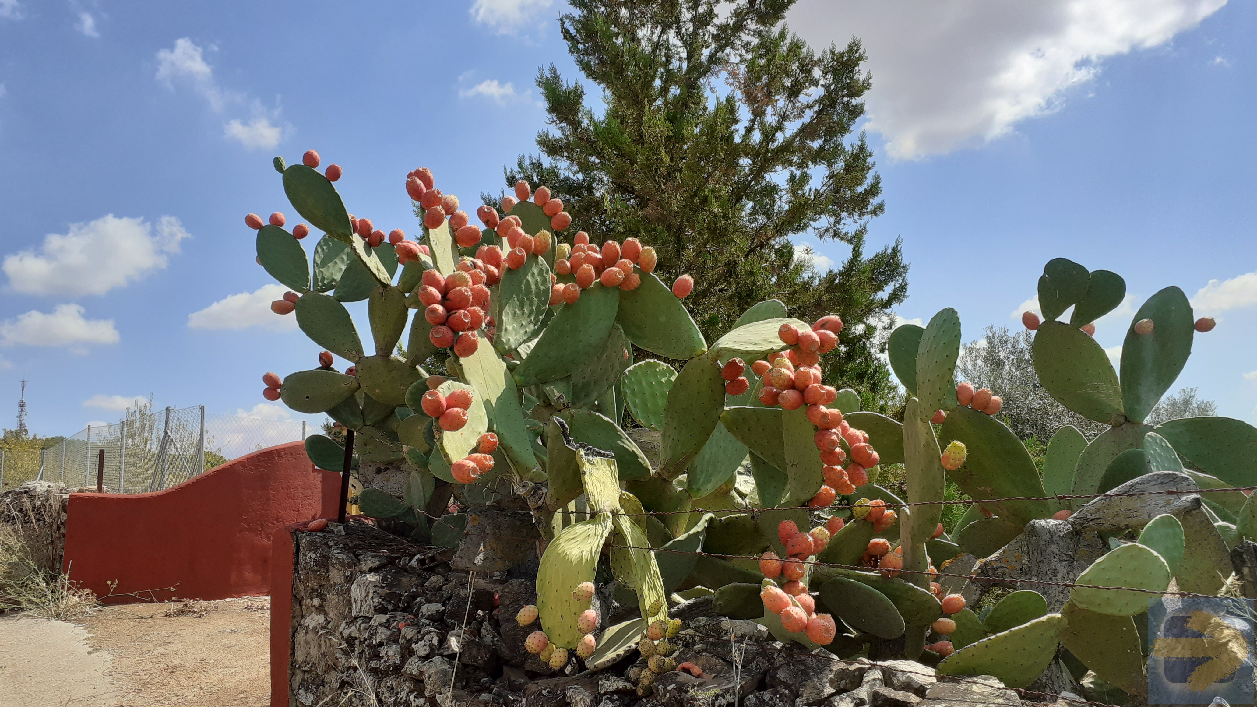 Cactus fruits between Zafra and Los Santos. 17 Sept 2021
