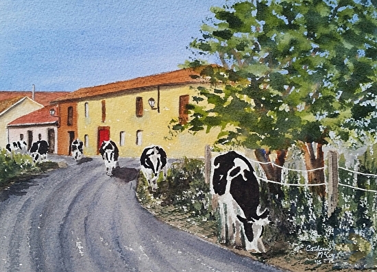 Camino Cows