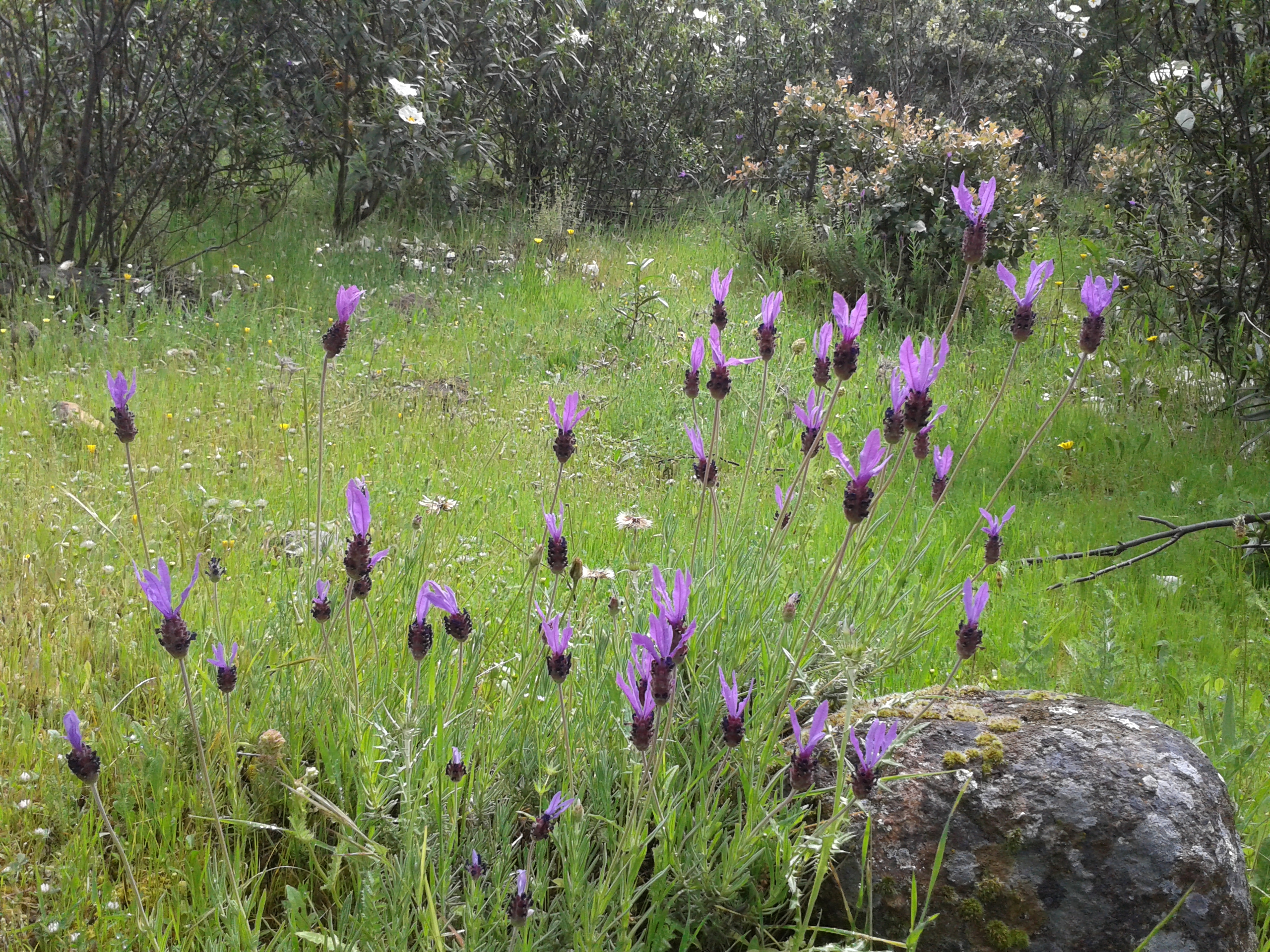 Cantueso - Wild Lavender