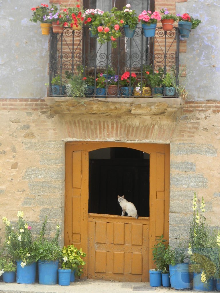 cat on door, Villamayor del Rio, just before Belorado on the Camino Frances headed west.