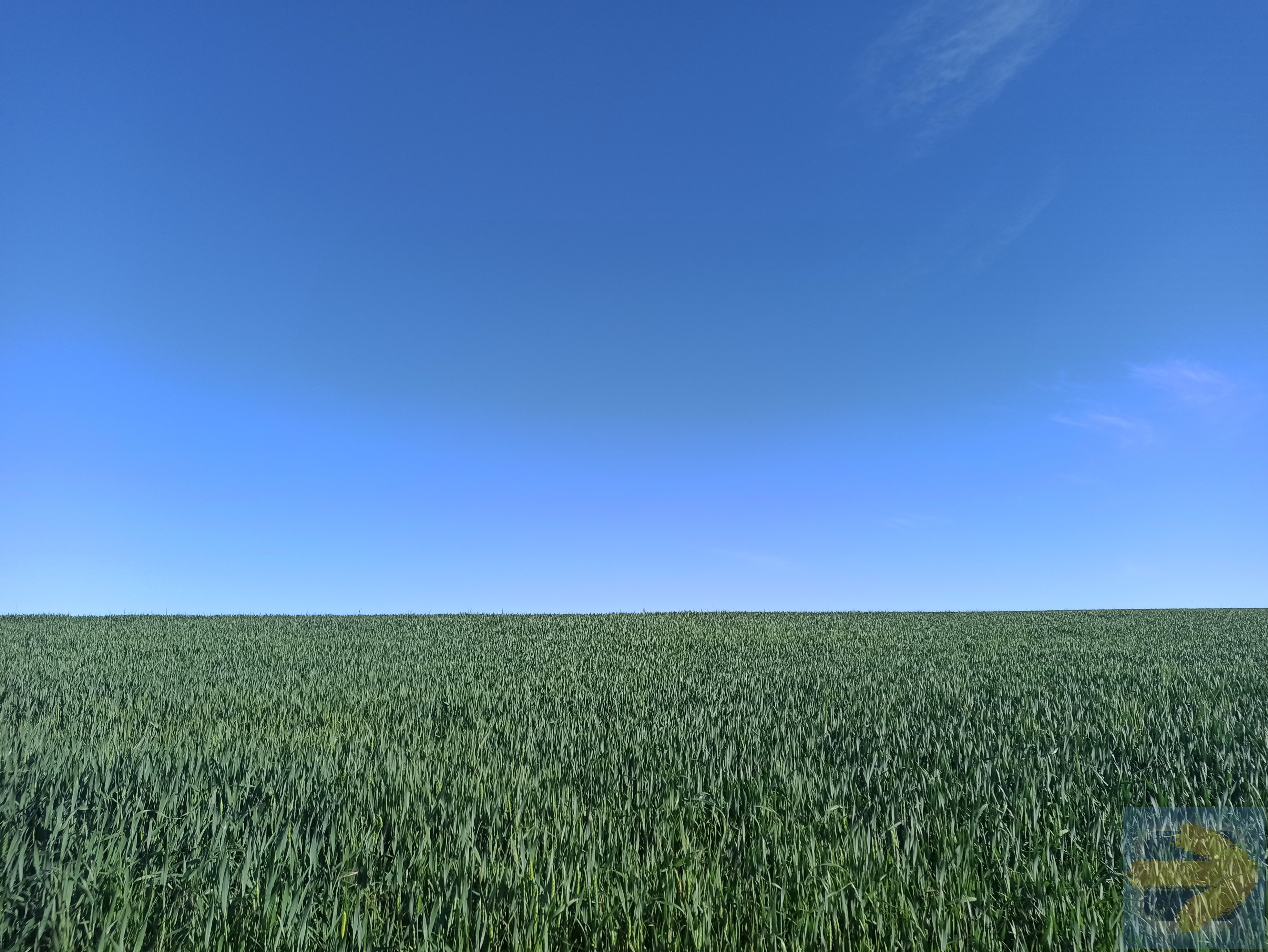 Cereal fields near Hornillos