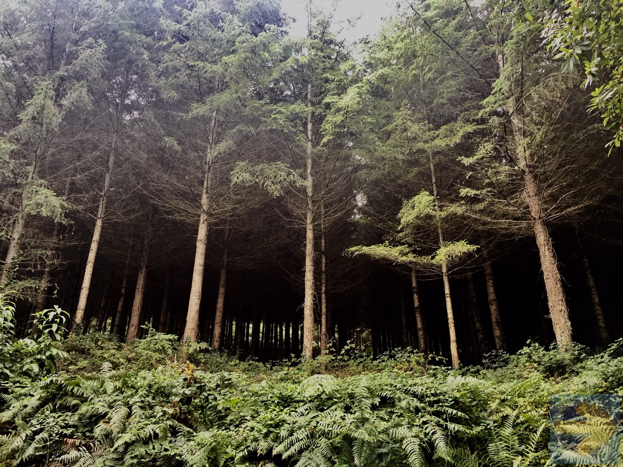 Chemin Le Puy; Dark woods near Estaing.
