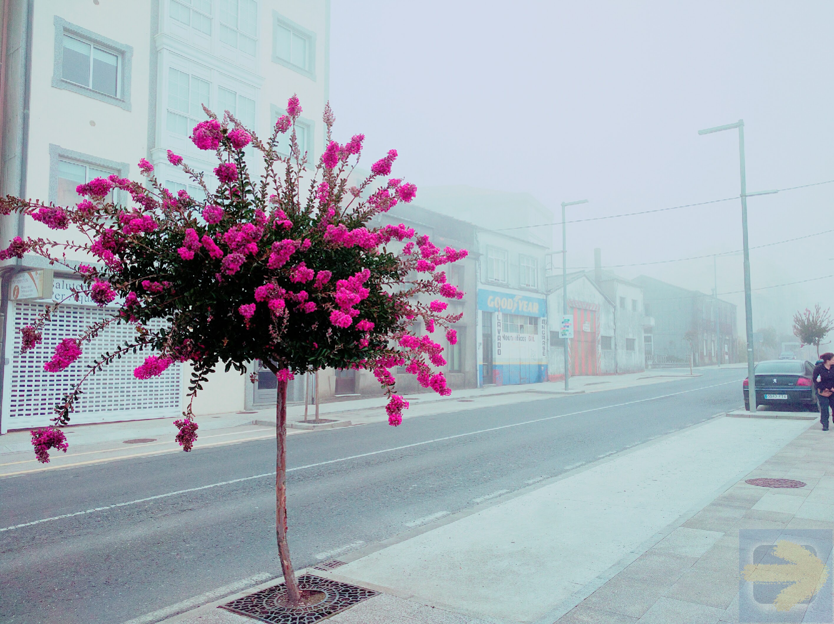 Colour in the fog of Arzúa