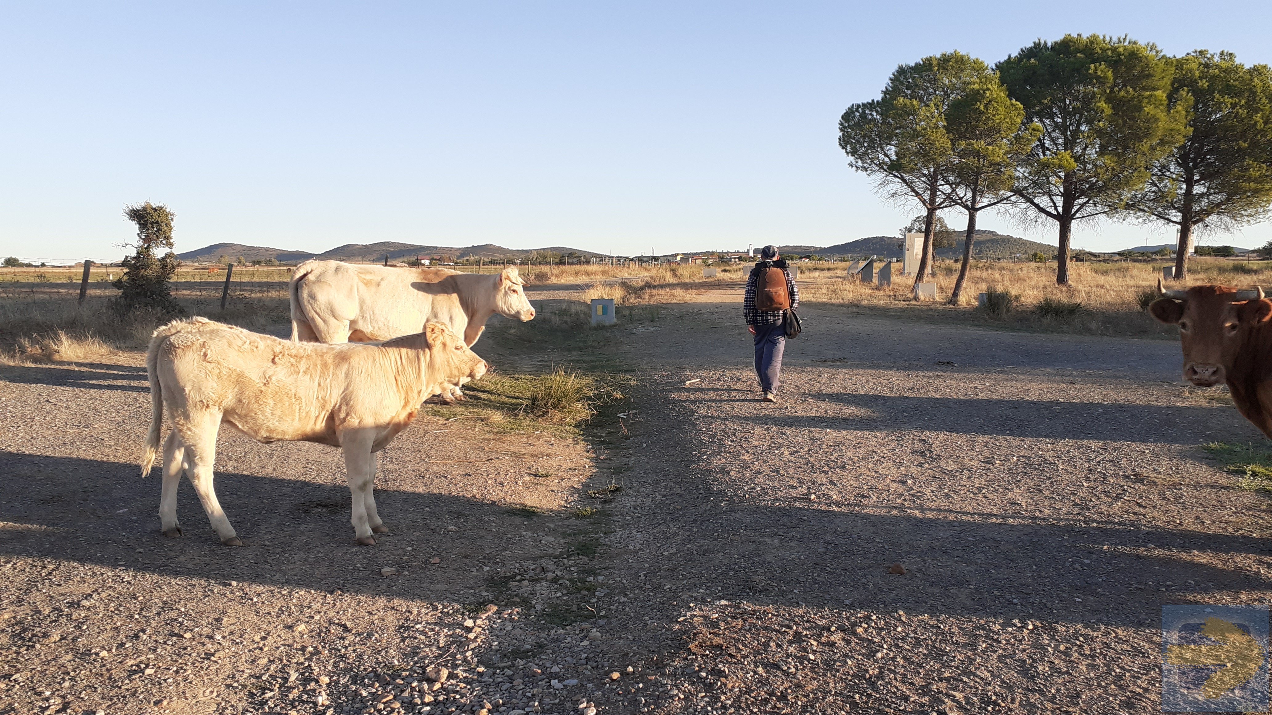 Curious Cows watch a pilgrim approaching Valdesalor. 21 Sept 2021