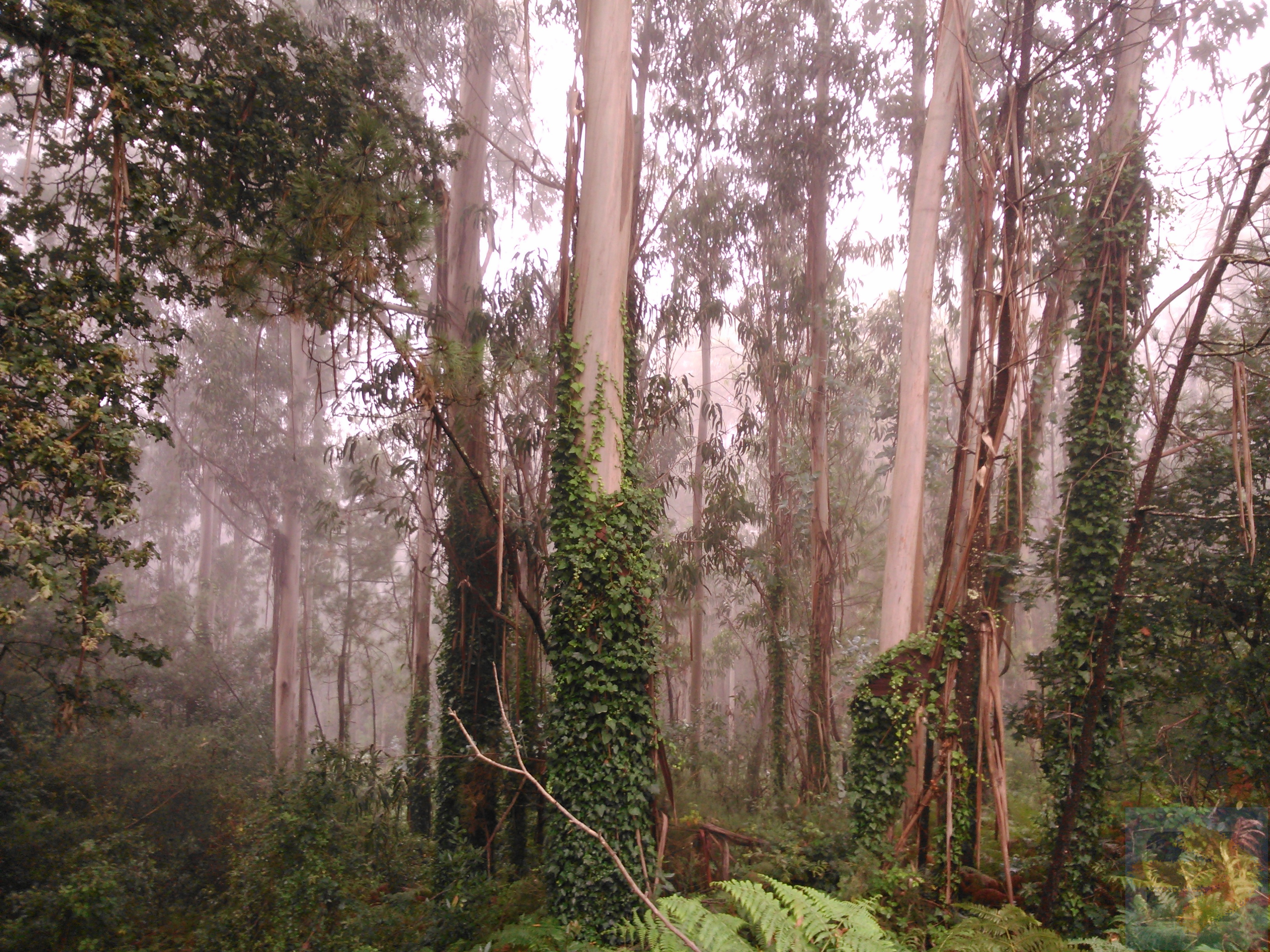 Eucalyptus forest - August 2014