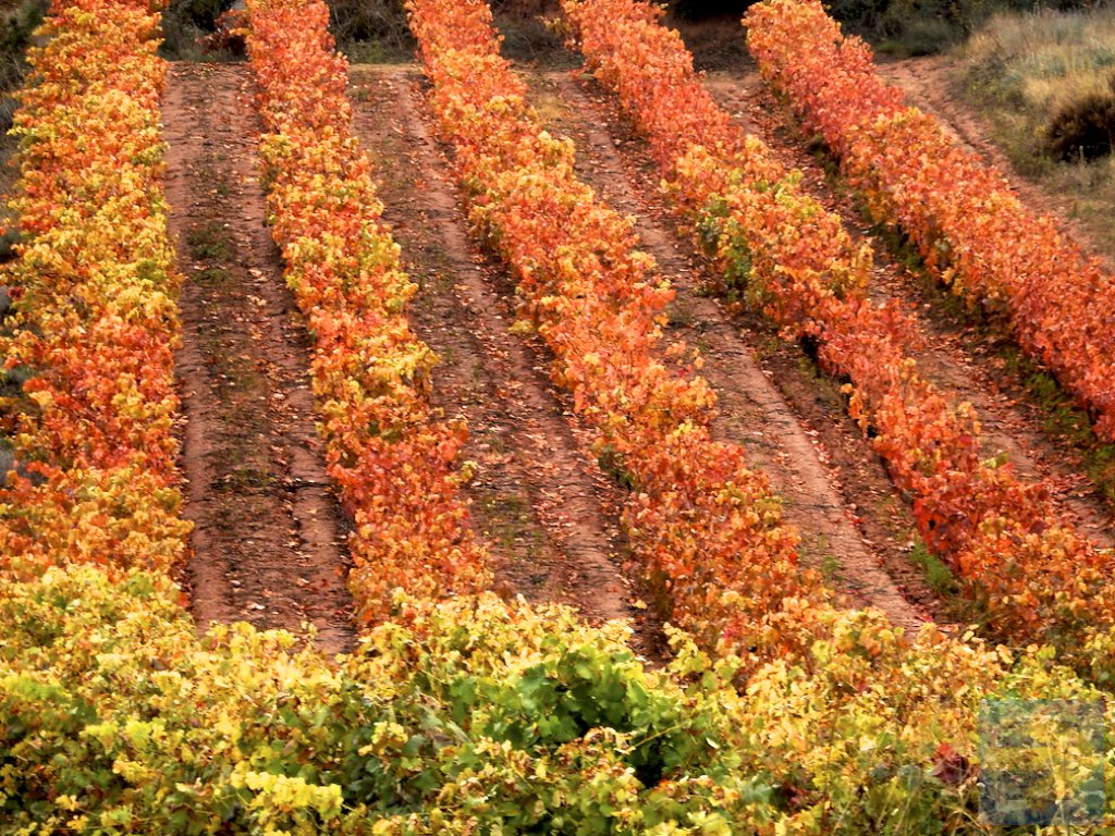 Fall colours in the vineyards