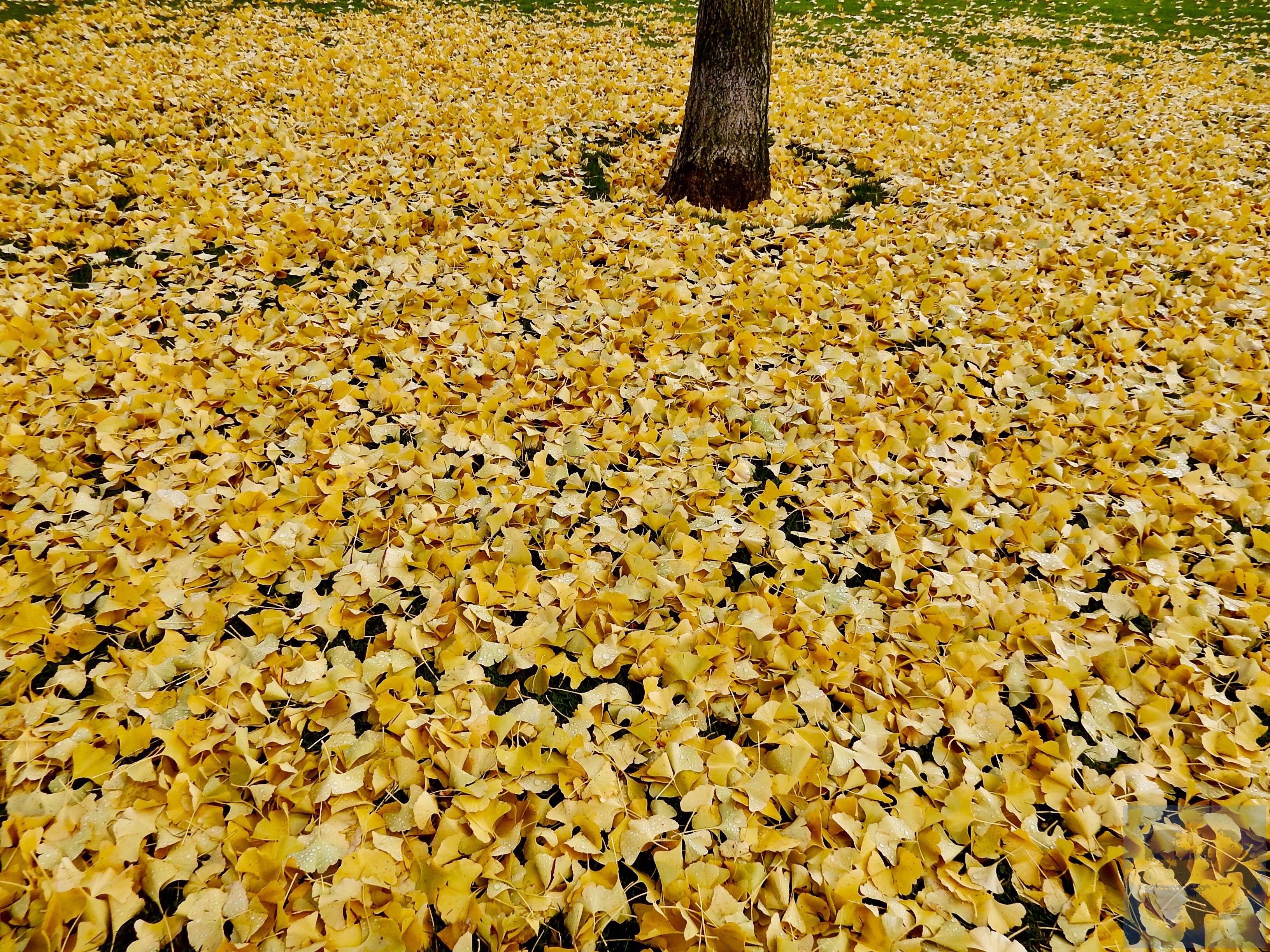 Fallen leaves in Ponferrada