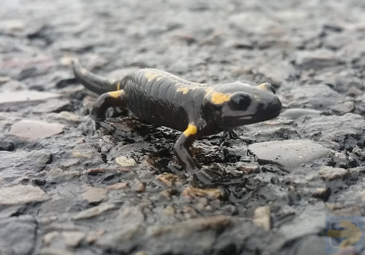 Fire salamander, France