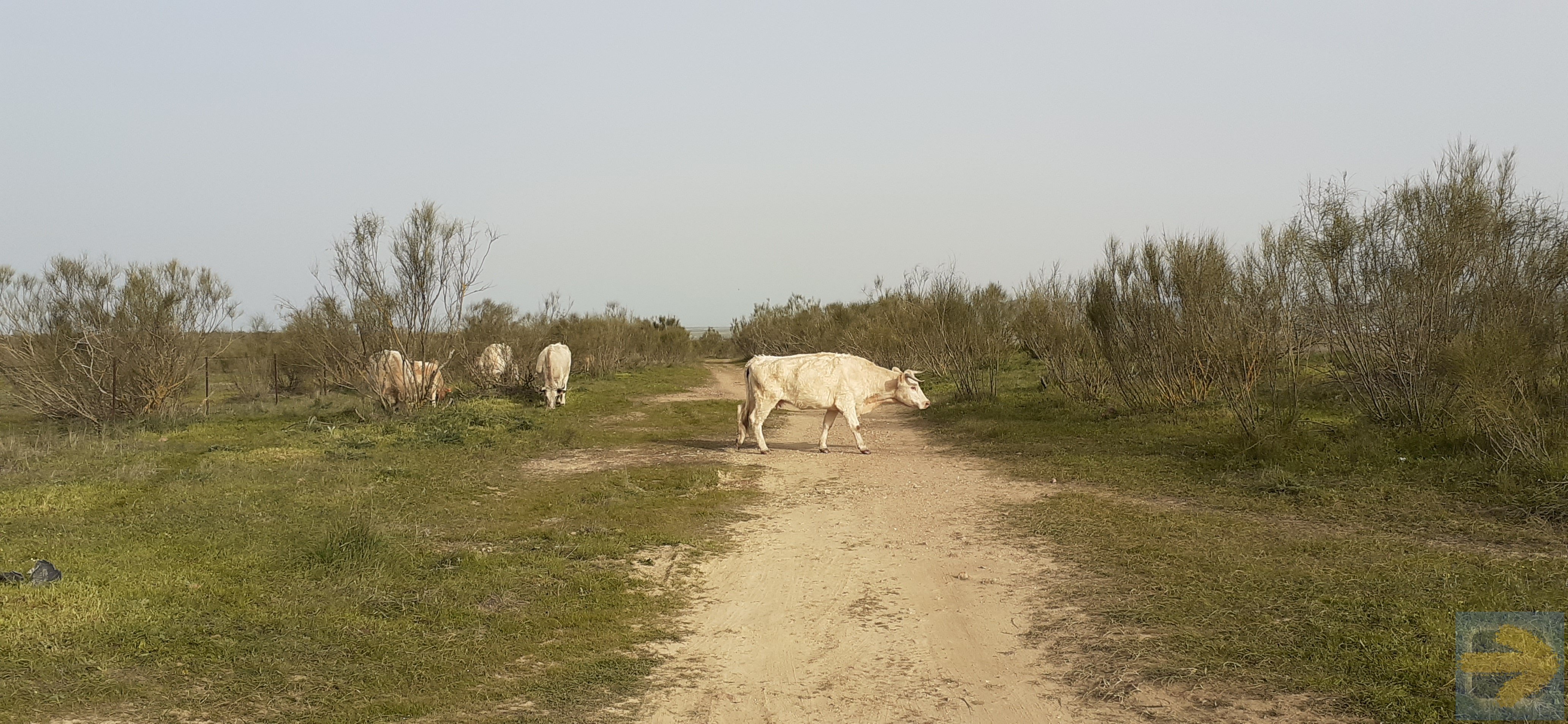 Free Range Cows crossing your way. Near Valdesalor. 28 Feb 2020