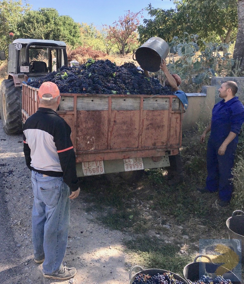 Grape Harvest near Villafranca del Bierzo