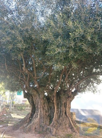mozarabe olive tree.JPG