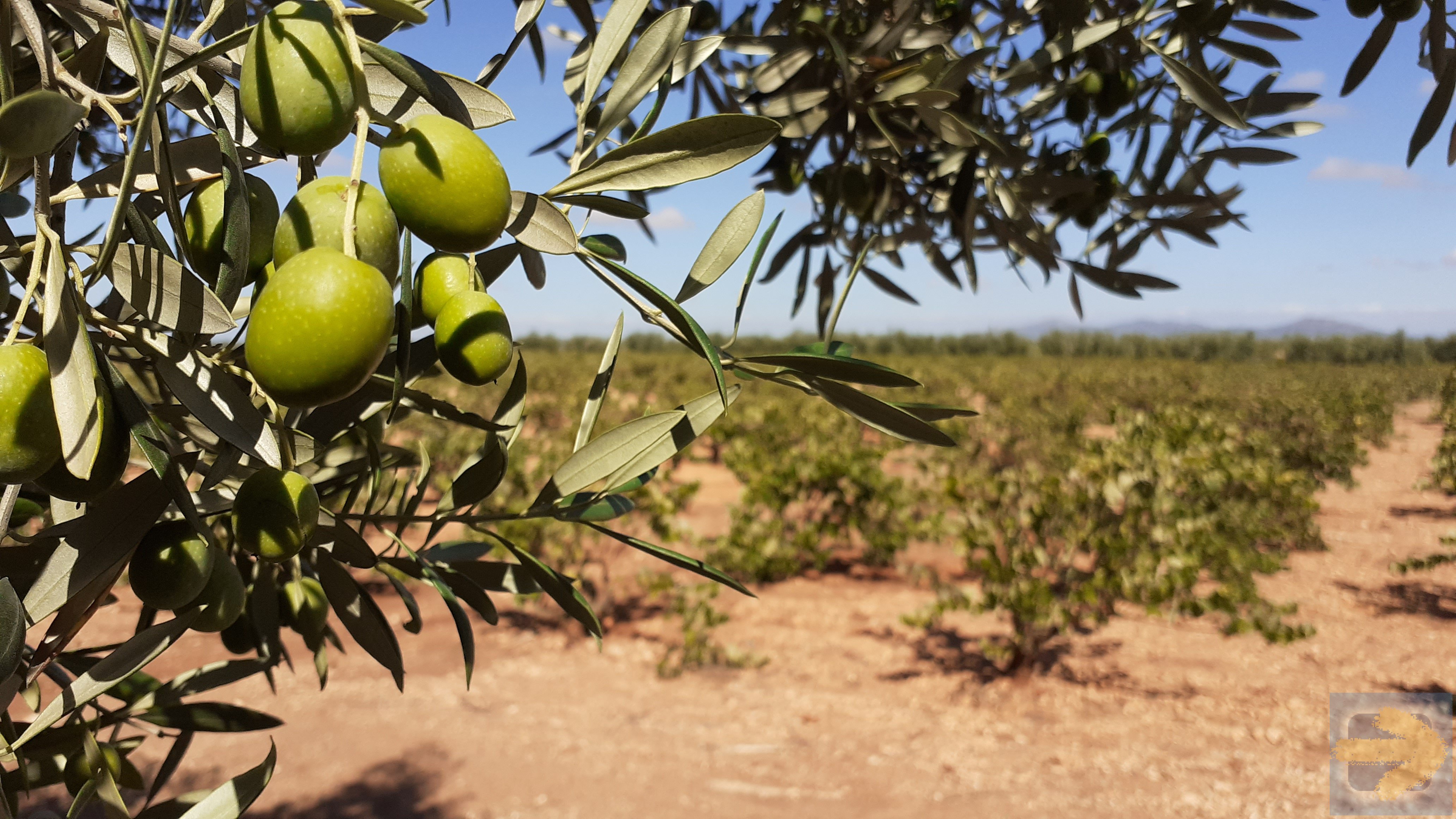 Olives near Villafranca de los Barros. 18 Sept 2021