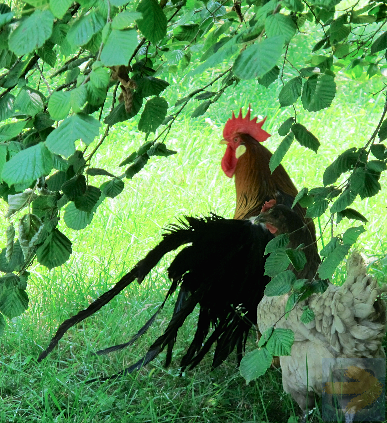 Proud French rooster
