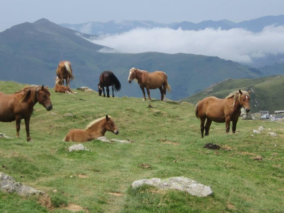 Pyrenees Ponies