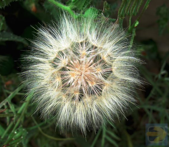 Radial beauty in a weed