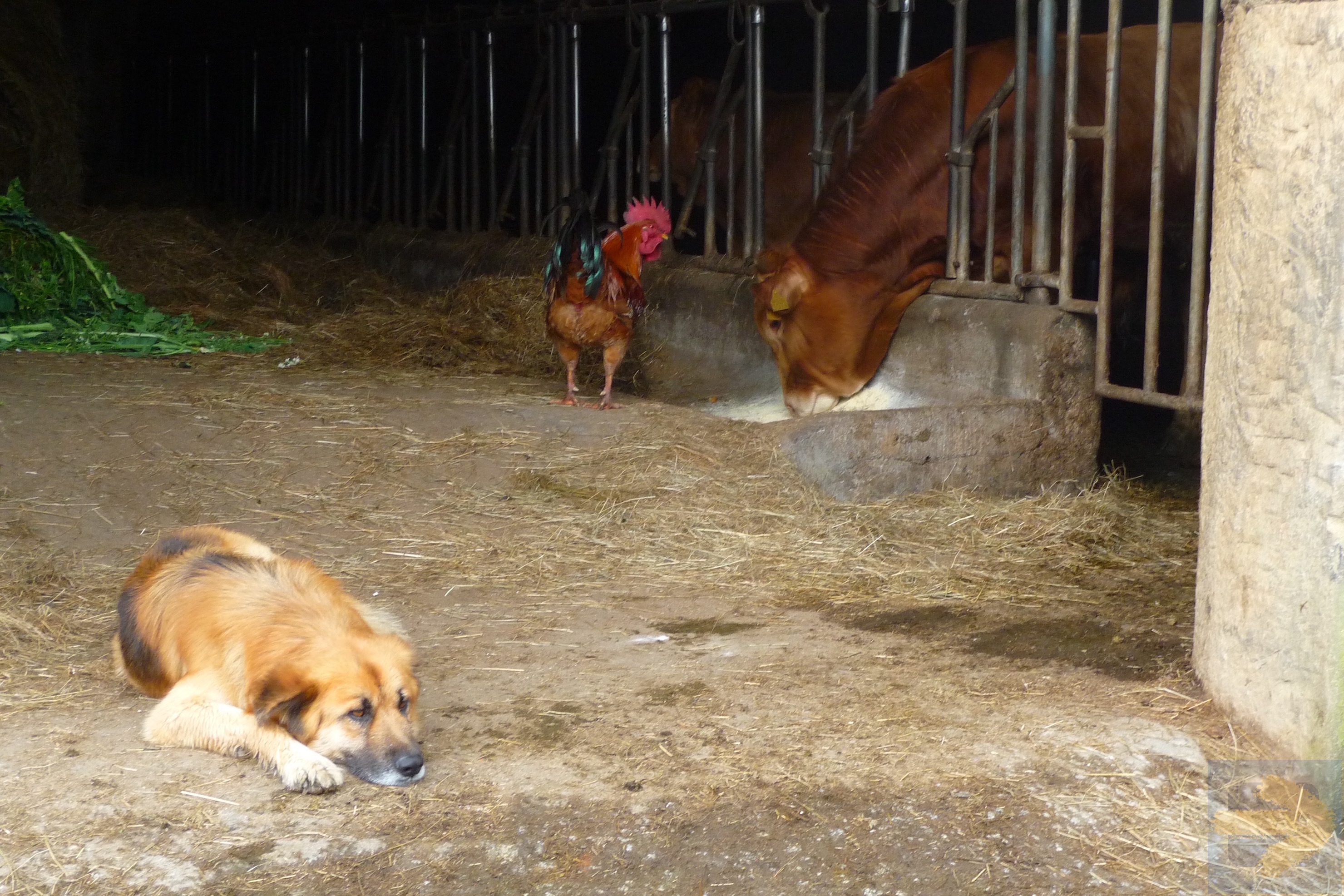 Rural Idyll, dog lies on guard as hen goes to thieve the cows food.