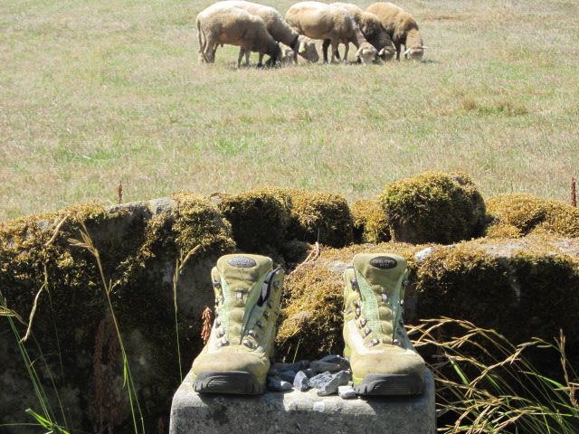 sheep boots