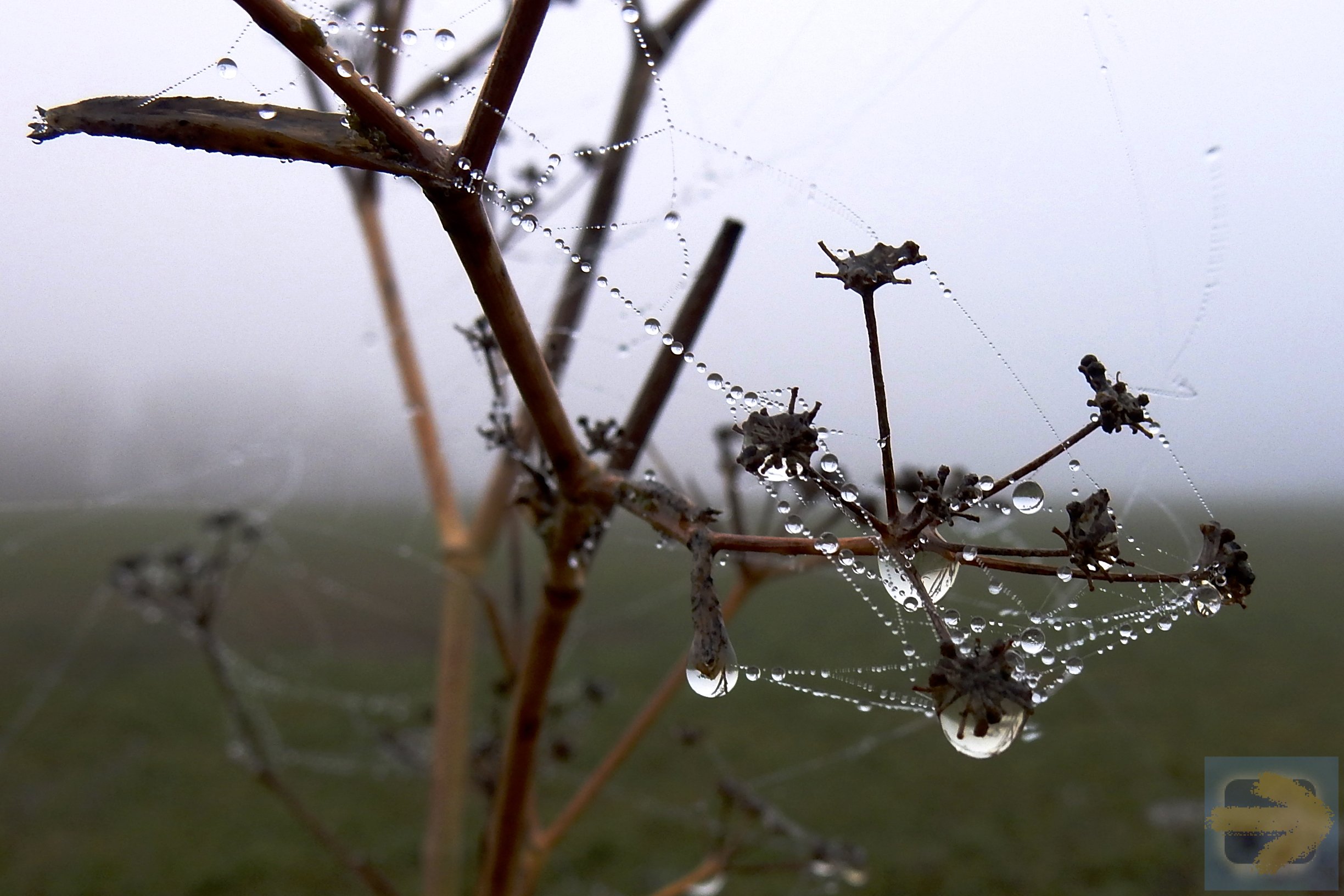 Spider webs and dew