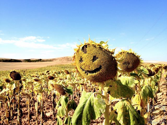 Sunflower on the camino