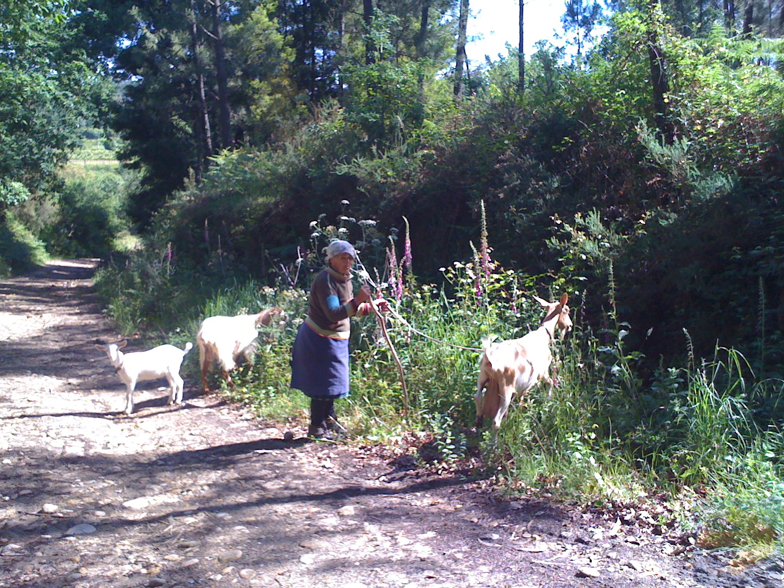 The little old Lady and the three goats
