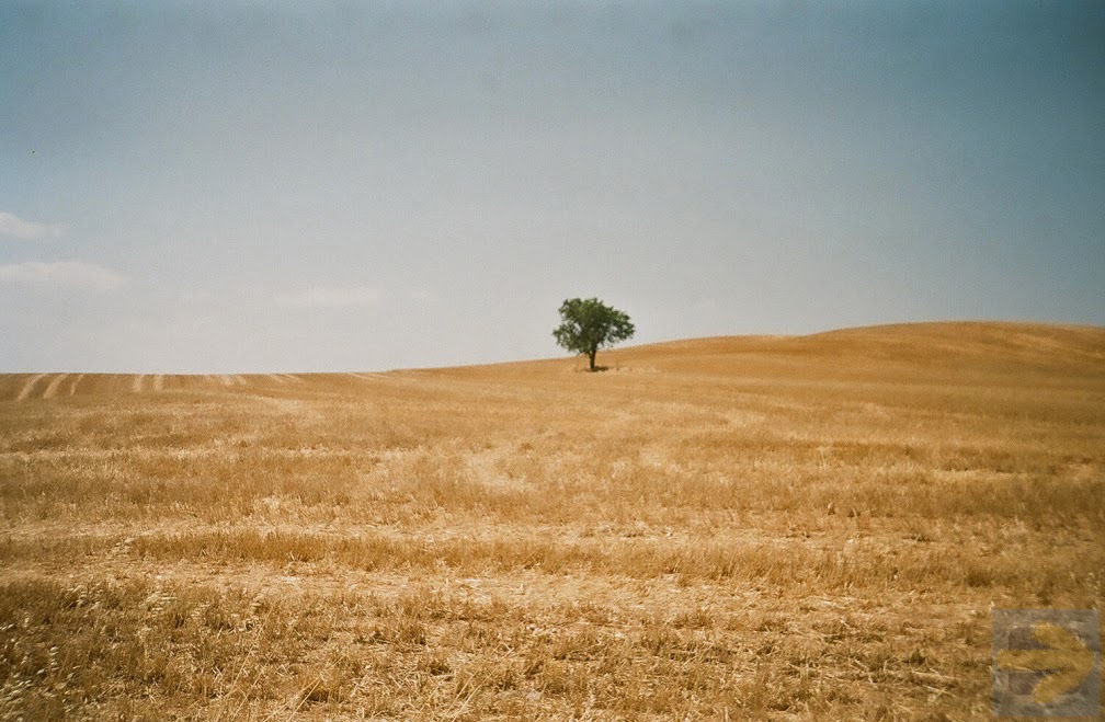 The well-known tree near Logrono
