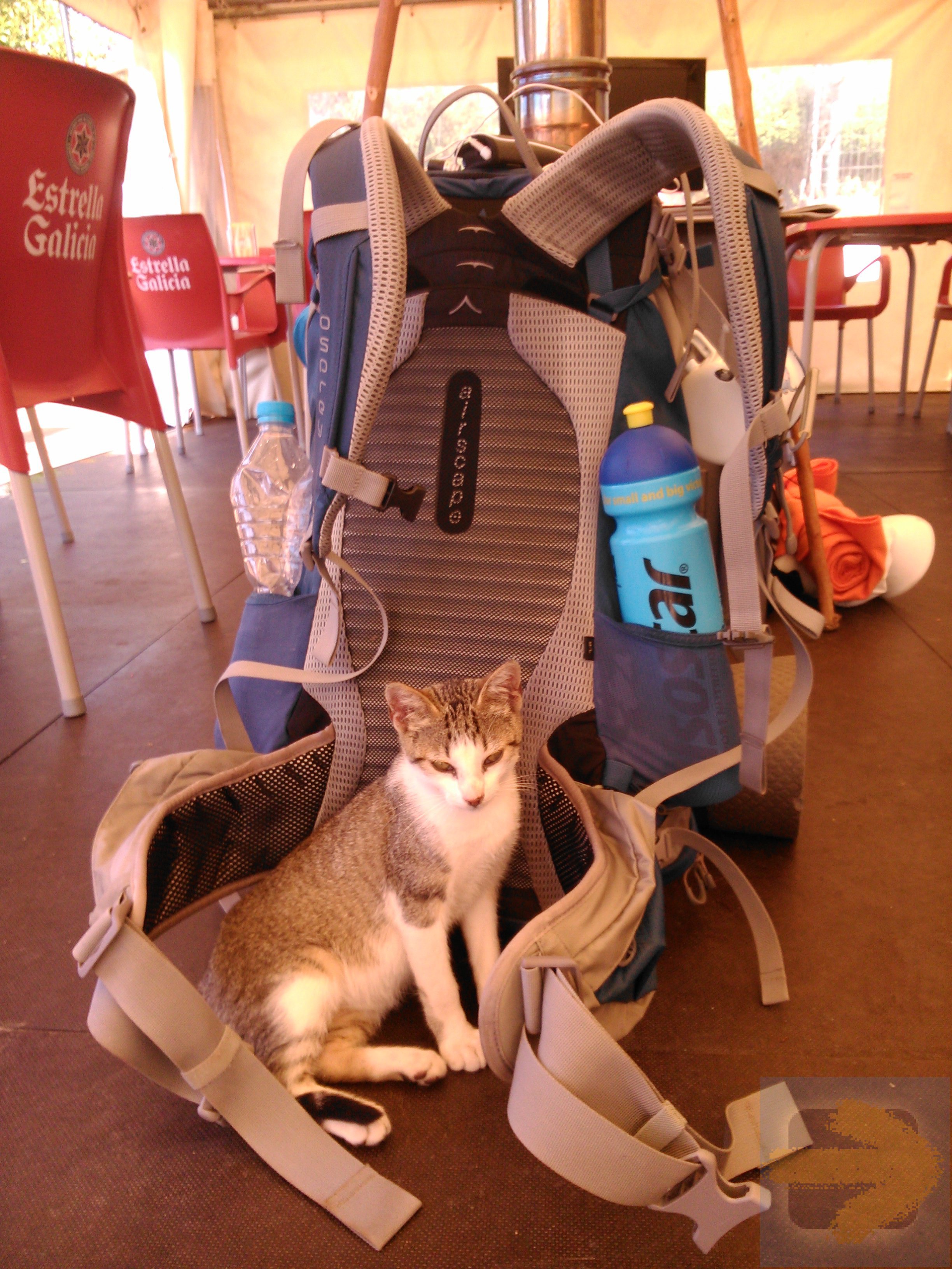 This cat wanted my backpack! :)