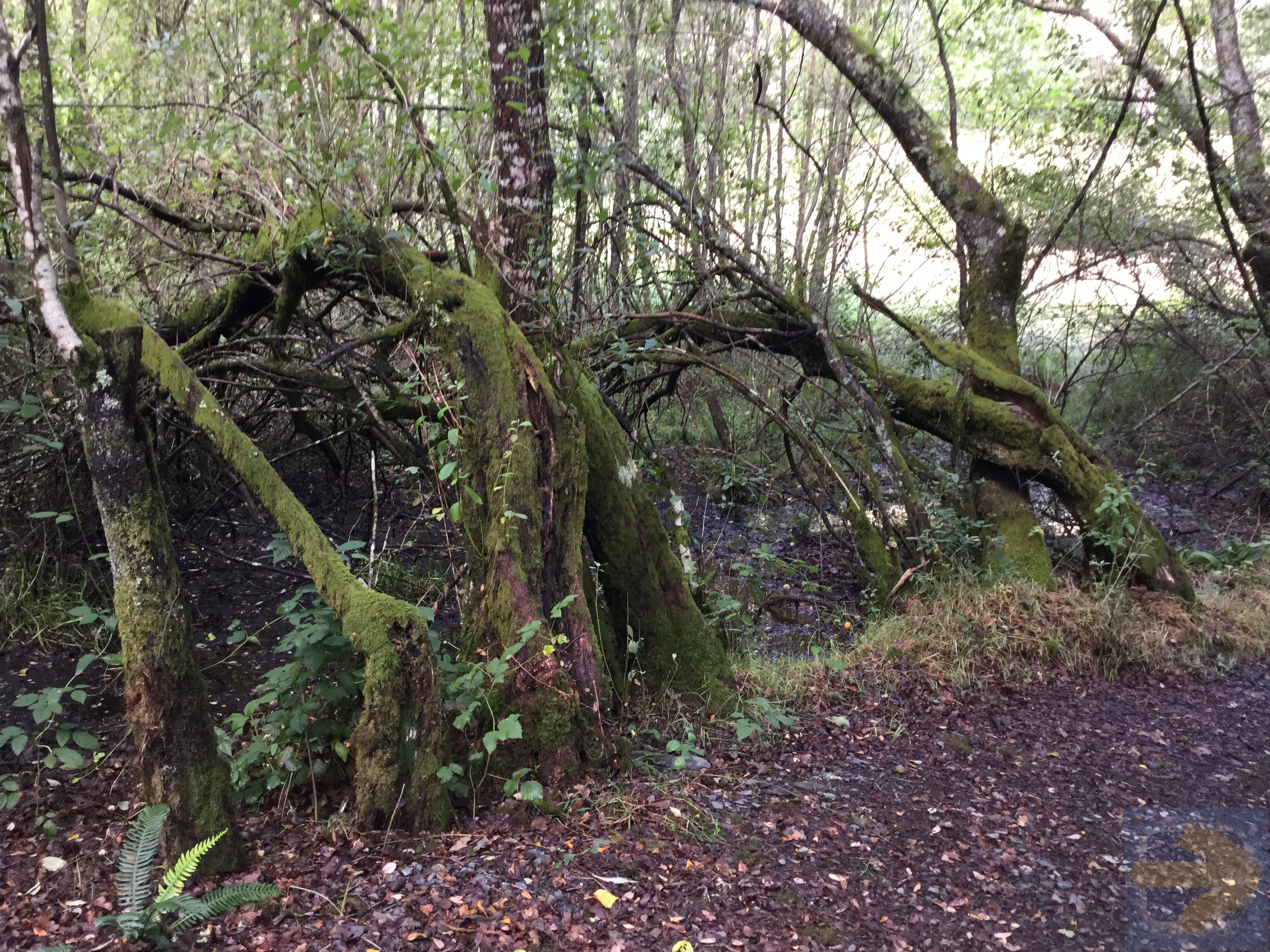 Trees that Dance on the Camino