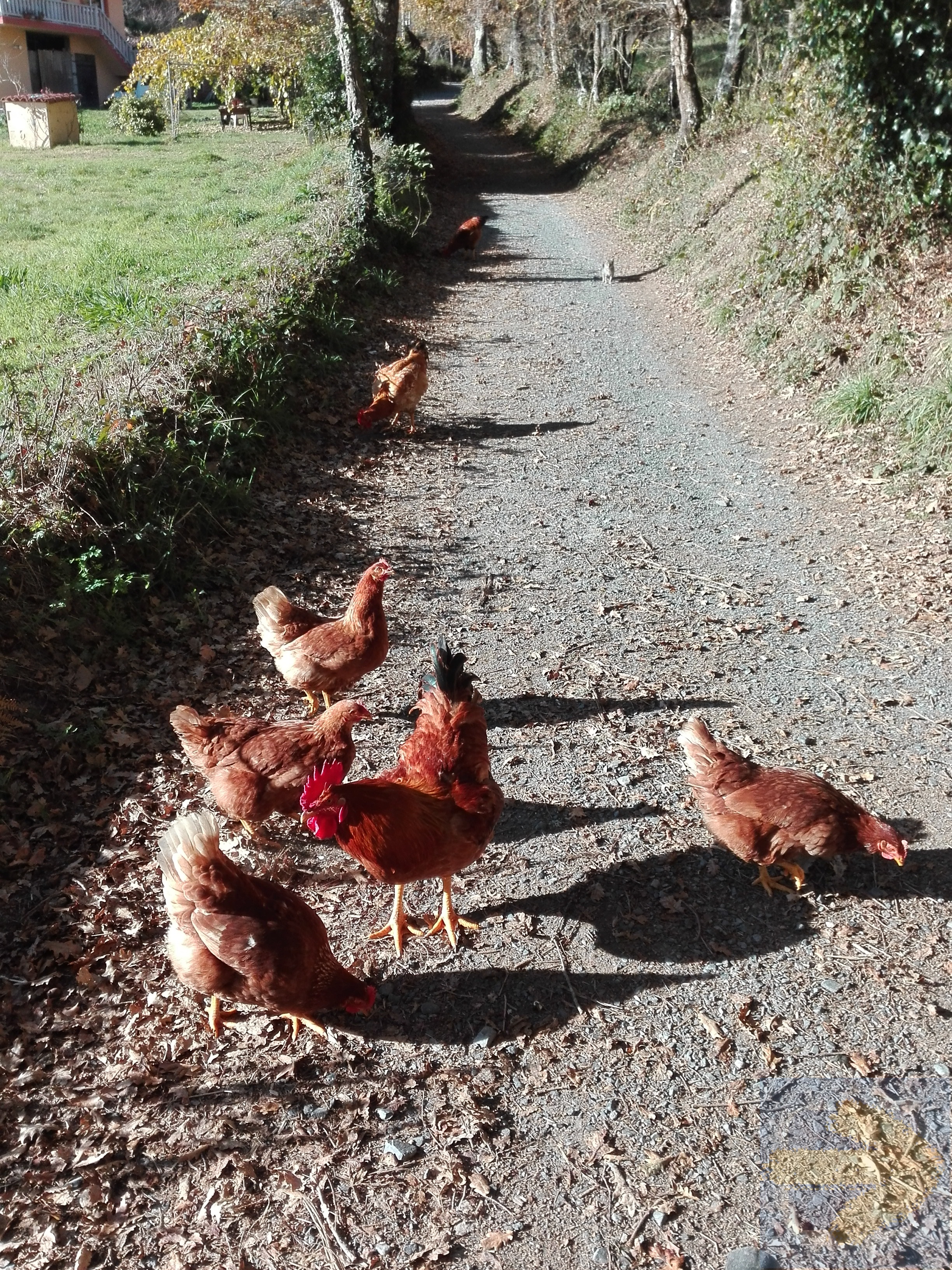 Truly free range eggs in the making