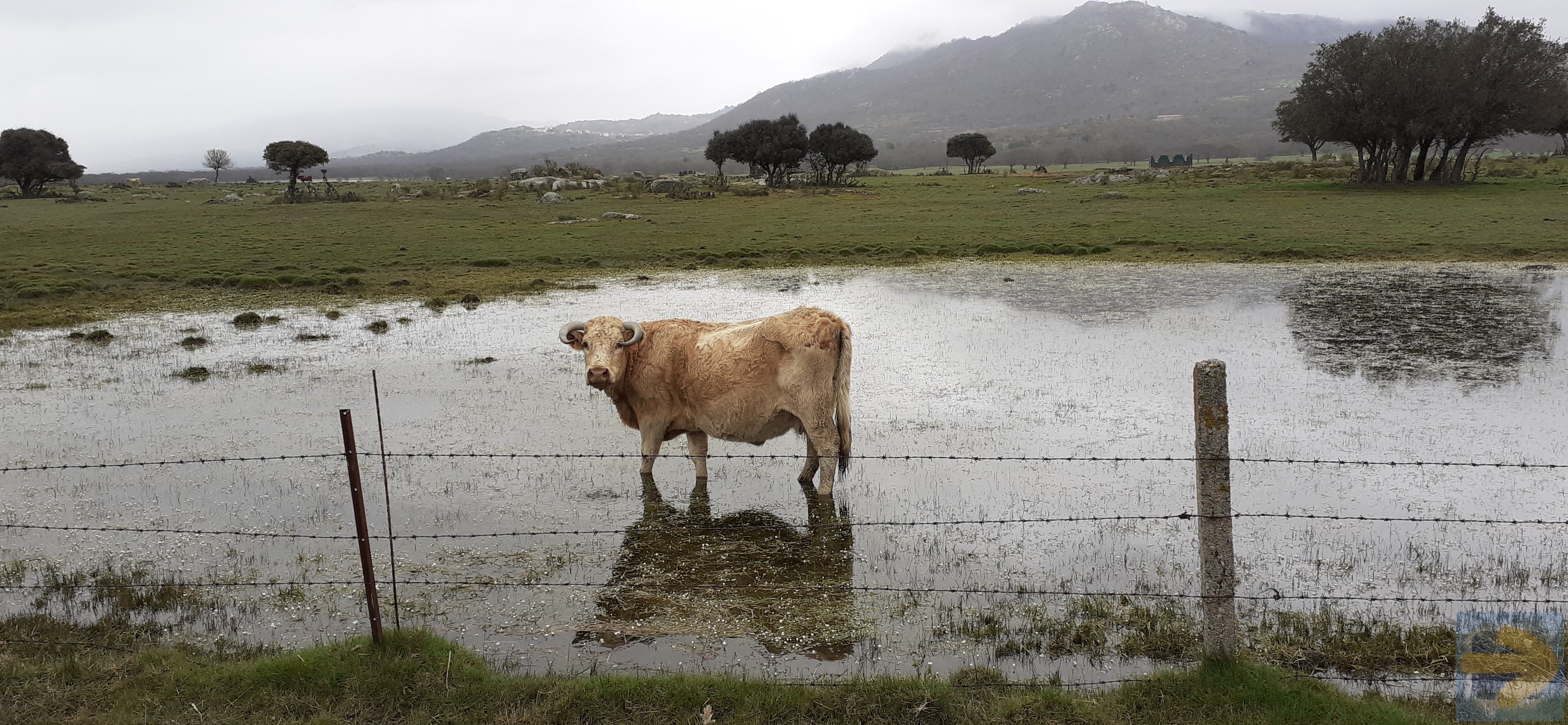 Wading Cow spoted on the way to Fuenterroble. 03 March 2020