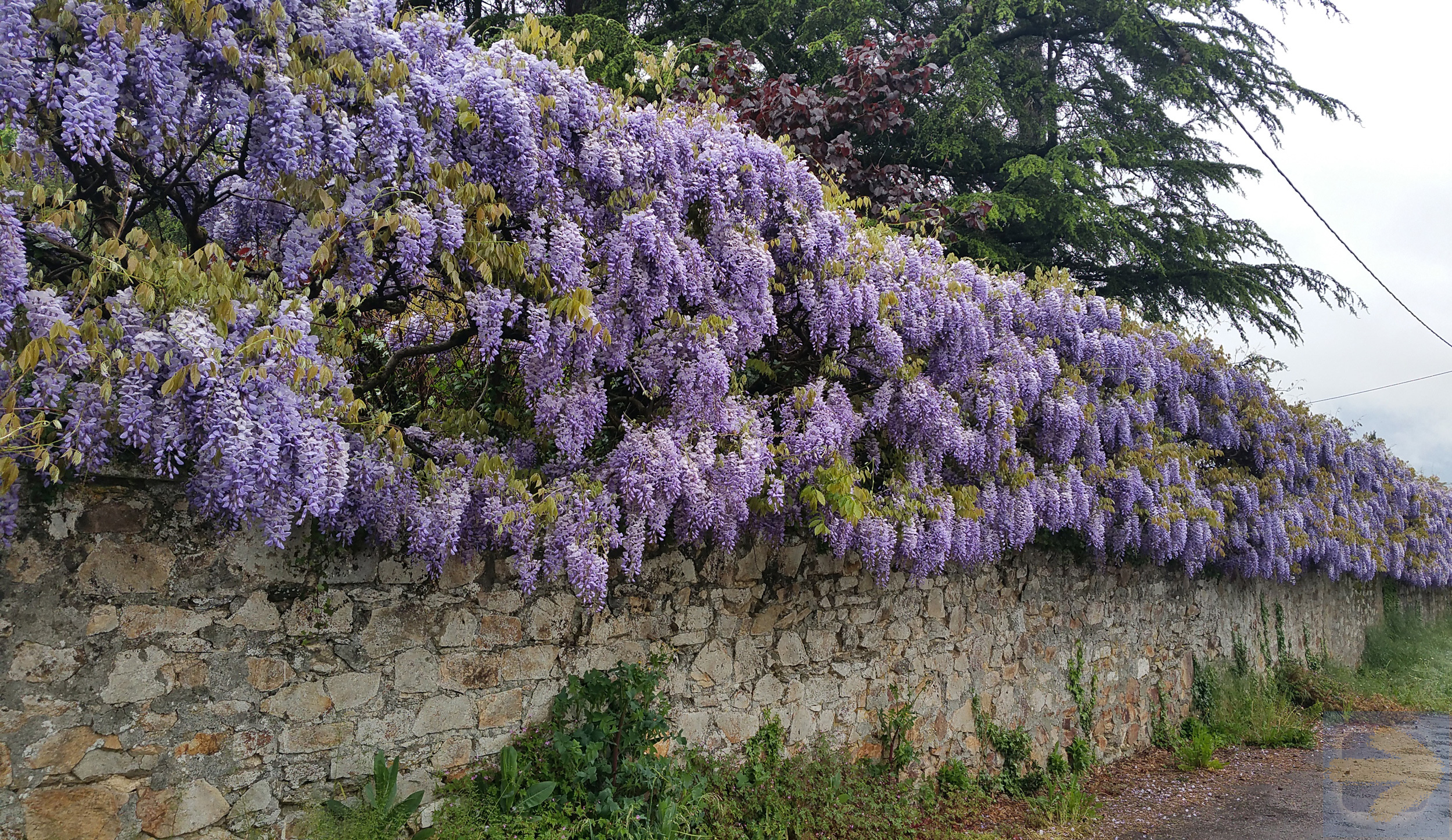 Wall of flowers, France