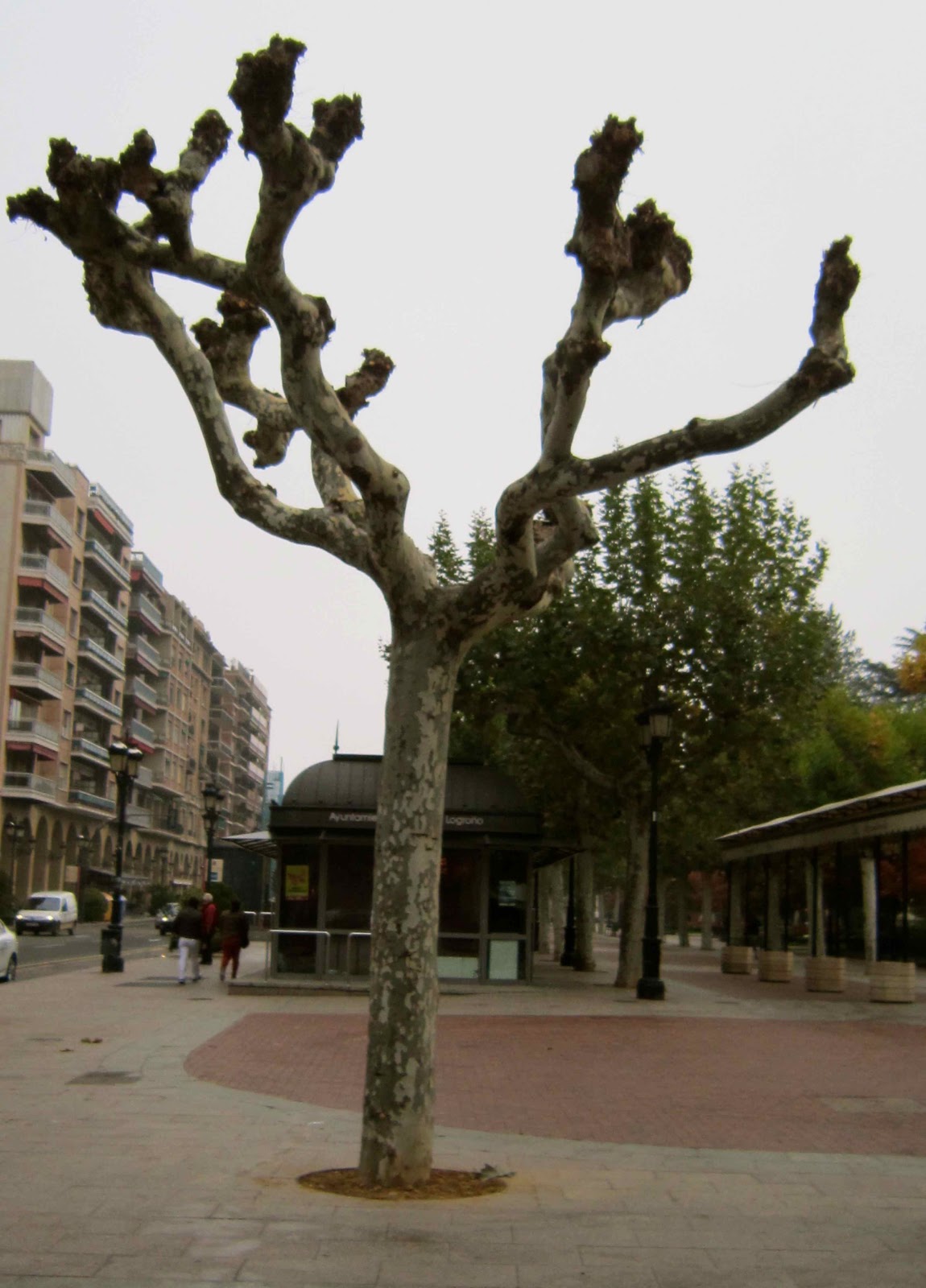 Pollarded+Tree+Espolon+1.jpg