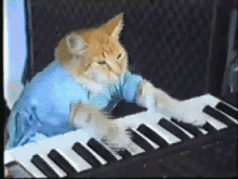 cat-piano.gif