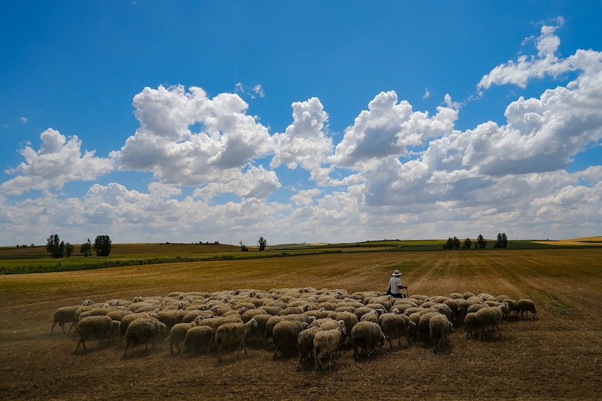 A yellow tinged paddock in northern spain with a flock of sheep on a blue sky day 