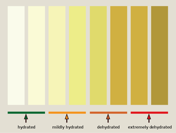 743px-Urine_Hydration_chart.svg.png